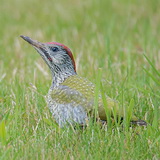Woodpeckers